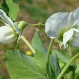 Mazare dulce-Pisum sativum - Img 2