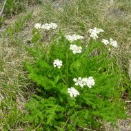 Meum athamanticum - Img 7