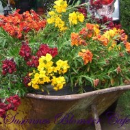 Micsuneaua ruginie-Cheiranthus cheiri Tom Thumb mix