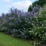 Mielareaua-Vitex agnus castus - Img 6