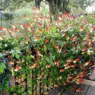 Mina lobata - Img 4
