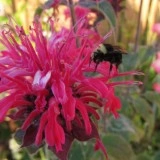 Monarda didyma 'Panorama mix' - Img 3