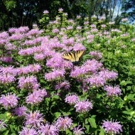 Monarda Fistulosa-Wild Bergamot - Img 1
