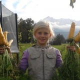 Morcov galben - Img 3
