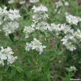 Mountain Mint-Pycnanthemum mix