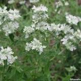 Mountain Mint-Pycnanthemum mix - Img 5
