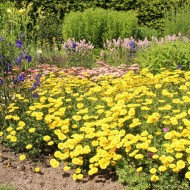 Musetel galben-Anthemis tinctoria