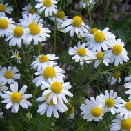Musetel-Matricaria chamomilla