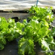 Mustar oriental Wasabi-na - Img 2