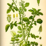 Năsturelul-Nasturtium officianale
