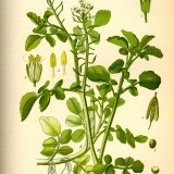 Năsturelul-Nasturtium officianale - Img 2