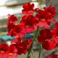 Nemesia strumosa Fire King