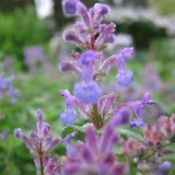 Nepeta mussini-Catmint - Img 2