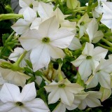 Nicotiana-Regina noptii alba
