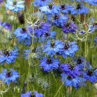 Nigella Damascena Miss Jekyll Dark Blue - Img 3