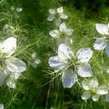 Nigella Sativa-Negrilica - Img 1