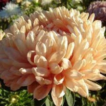 Ochiul boului-Callistephus chinensis Paeony Janina - Img 3