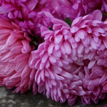 Ochiul boului-Callistephus chinensis Paeony Pink