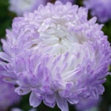 Ochiul boului-Callistephus chinensis Paeony Tower Silver
