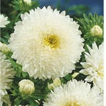 Ochiul boului-Callistephus chinensis Princess alb 