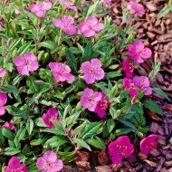 Oenothera Kunthiana Glowing Magenta