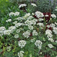 Orlaya Grandiflora
