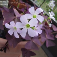 Oxalis Triangularis