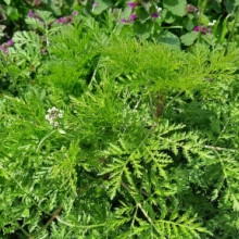 Pelinita-Artemisia Annua - Img 3