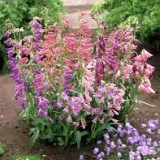 Penstemon mix