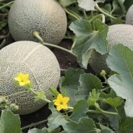 Pepene galben Cantaloupe Honeydew - Img 3
