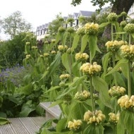 Phlomis russeliana-Ierusalim Salvie - Img 5