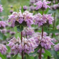Phlomis Tuberosa-Ierusalim Salvie Roz