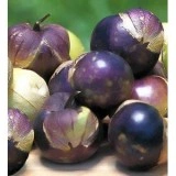 Physalis ixocarpa-Cherry Tomatillo purpuriu