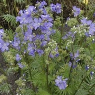 Polemonium Caeruleum-Jacob's Ladder Blue - Img 3