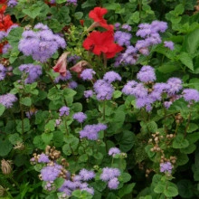 Pufuleti albastri-Ageratum Houstonianum - Img 3