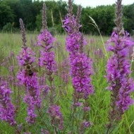 Rachitan-Lithrum Salicaria - Img 5