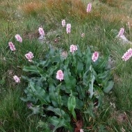 Raculet-Polygonum bistorta - Img 6