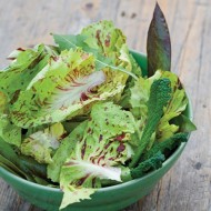 Radicchio Variegata di Castelfranco