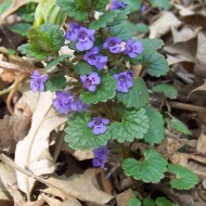 Rotunjoara-Glechoma Hederacea