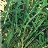 Rucola-Eruca Sativa L
