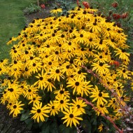 Rudbeckia Fulgida Goldsturm