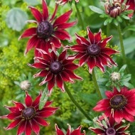 Rudbeckia Hirta Cherry Brandy - Img 1