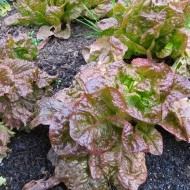Salata Marvel 4 Seasons