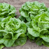 Salata verde Butterhead