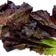 Salata verde Red Romaine-Red Cos Lettuce