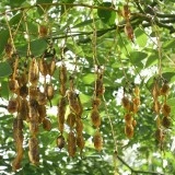 Salcam japonez-Sophora japonica - Img 6