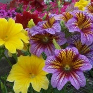 Salpiglossis sinuata mix - Img 5
