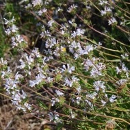 Salvia Mellifera-Black Sage - Img 7