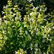 Salvia Off.Albiflora - Img 3