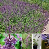 Salvia Verticillata Purple Rain - Img 2